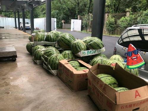 上海吃瓜新村,揭秘这座隐藏版美食天堂的日常魅力