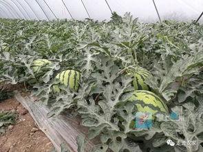 亳州吃瓜群众禁忌,揭秘那些不可不知的餐桌礼仪