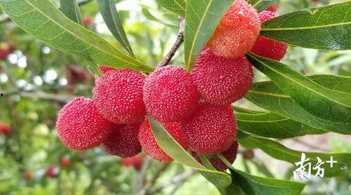 广州杨梅瓜怎么吃,广州杨梅瓜的多样食法探索