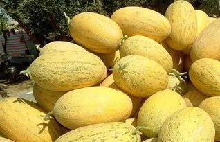 吃哈密瓜甜辣,一场味蕾的奇幻之旅