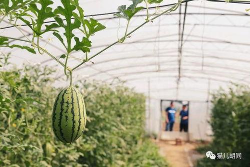 全京城都在吃瓜,全民吃瓜,揭秘娱乐圈最新热点