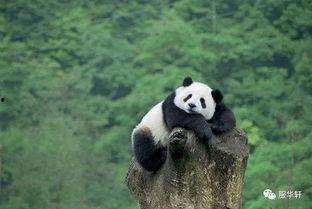 带你吃瓜南北熊猫,带你吃遍特色瓜果佳肴